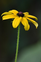 Blühende Rudbeckie (Rudbeckia)