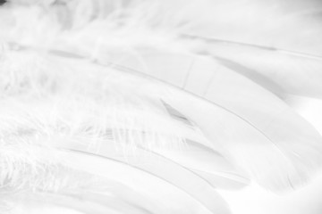 Beautiful abstract white and black feathers on darkness background and white feather isolated texture pattern