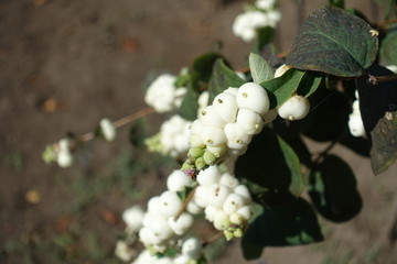 Rounded white berries of Symphoricarpos albus in September