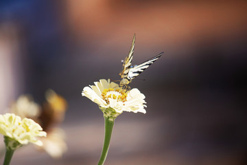 Volo di farfalla su fiore