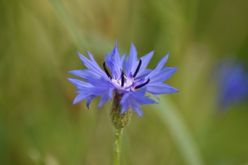 Wildblumenwiese