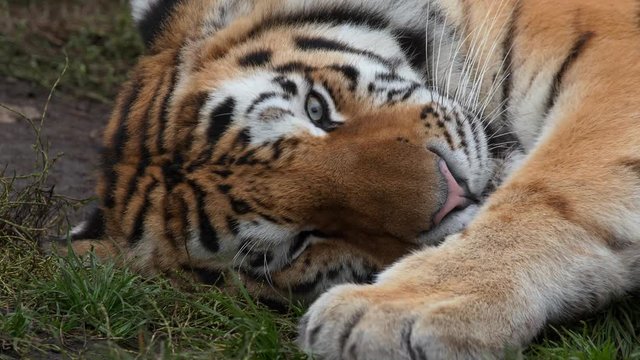 Siberian tiger lying on the ground