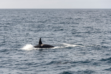 back and fin of killer whale male surfacing at Andenes, Norway