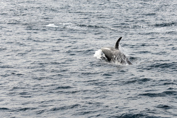 Fototapeta premium back and fin of killer whale surfacing at Andenes, Norway