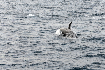 back and fin of killer whale surfacing at Andenes, Norway
