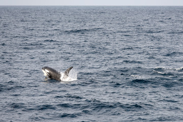 Naklejka premium killer whale surfacing at Andenes, Norway