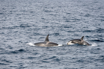 male and female killer whales surfacing at Andenes, Norway
