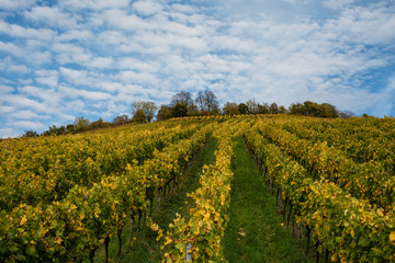 Fototapeta na wymiar Weinberg Herbst gelb mit Himmel und Wolken