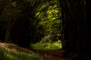 path bamboo in forest in Thailand