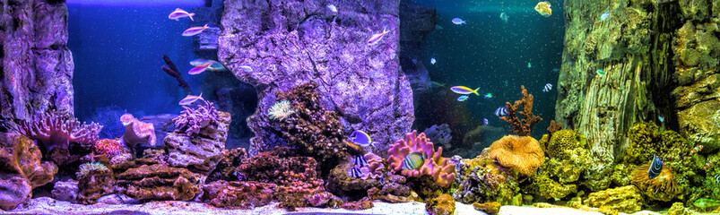 Fototapeta na wymiar Panoramic aquarium with tropical fish and corals