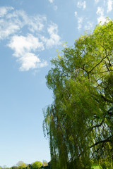 Fototapeta premium tree and blue sky
