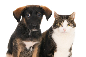 Cat and dog, side by side, looking at camera. On white.