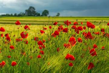 Kornblumen und Mohn