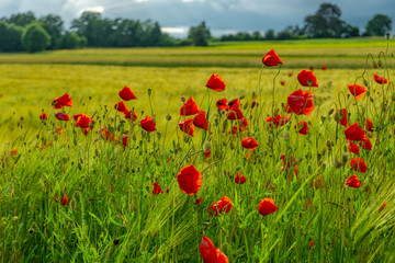 Kornblumen und Mohn
