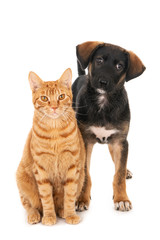 Ginger cat and crossbreed puppy dog, looking at camera. On white.