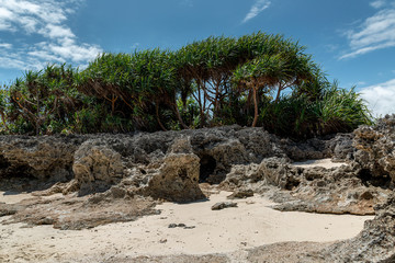 Coral shore with trees