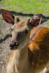 Deer on a walk close-up