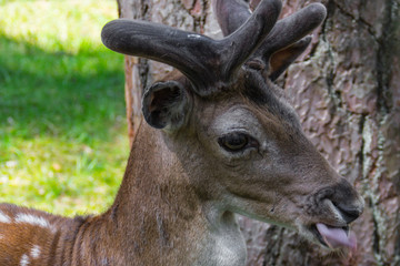 Sika deer in profile