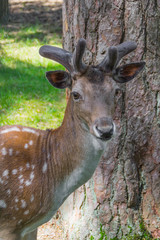 Sika deer close up