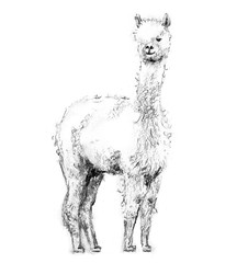 Charcoal drawing lama with forelock standing and looking forward
