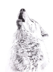Charcoal drawing monochrome howling wolf