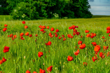 Kornblumen und Mohn