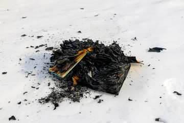 burning book in  snow. pages with the text in  open book burn with  bright flame.
