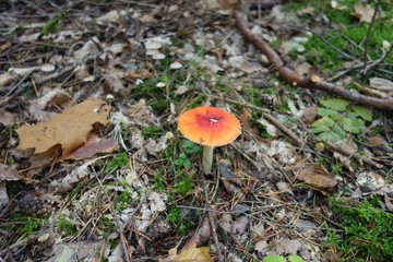 A round, small, red and yellow shining fly agaric stands on the forest ground surrounded by foliage, needles and branches