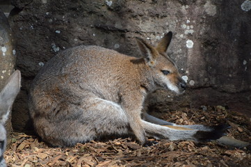 Naklejka na ściany i meble Stretching Kangaroo