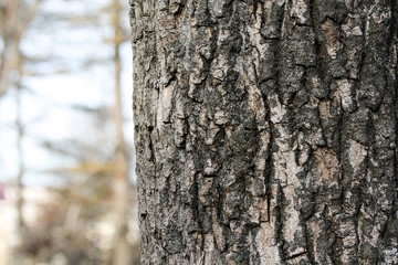 Obraz premium Tree bark closeup and blurred background with copy space for text. Old tree in the park or autumn forest. Natural backdrop macro photography
