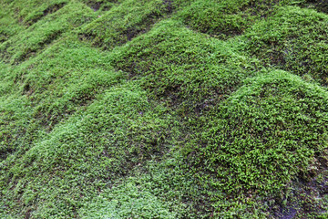 Obraz premium 苔のイメージ