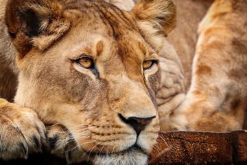 Detail lioness in resting