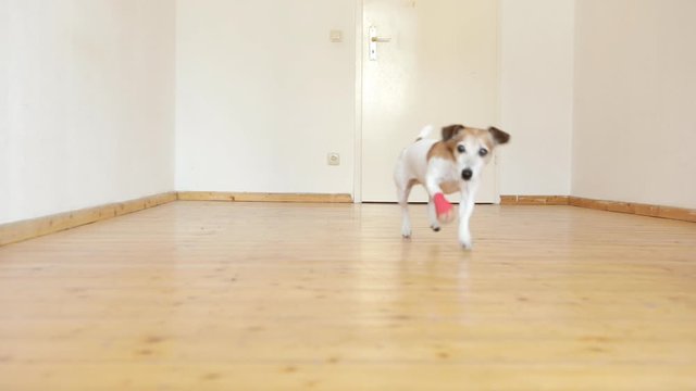 Dog entering the room. Going from door. Bamdage on the paw. Video footage