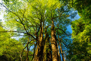 Obraz premium Sukkan stream