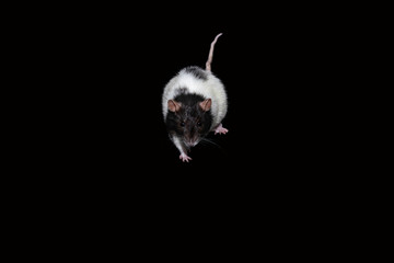 white rat on black background