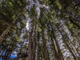 A large forest 