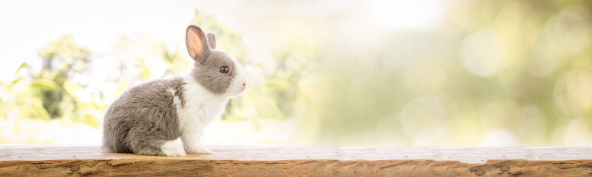 The rabbit sit on the wood with light bokeh form nature background. Easter day