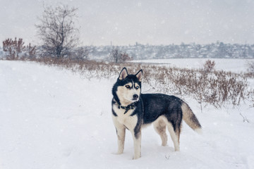 Bi-eyed husky dog stands on a snow in a winter countryside field