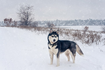 Bi-eyed husky stands on a snow in a winter countryside field