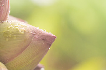 Lotus flower bud in a pond or fountain with water rain dripping and splashing on the bloom and droplets forming, Drew drops on green pink petal lobe presents fresh and blur bokeh backgrounds morning