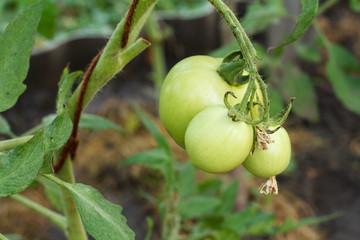 Unripe green tomatoes growing on bush in the garden