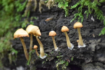 Pilze im Wald