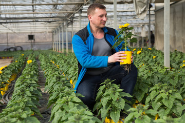 Skilled florist man engaged in cultivation of plants of decorative sunflower in greenhouse