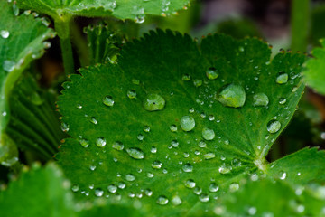 Tropfen-Tau-Regen Lotuseffekt
