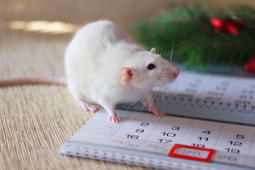 White rat on the calendar. Symbol of 2020. New Year card