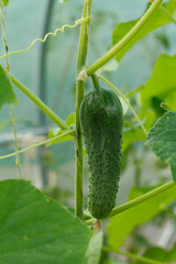 Close up fresh cucumber growing in greenhouse.