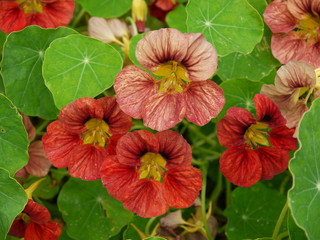 Цветы настурция красная