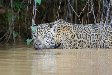 Jaguar (Panthera onca) portrait in river, Pantanal, Mato Grosso, Brazil