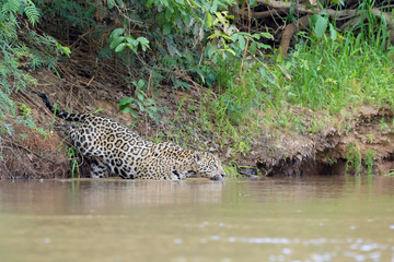 Jaguar (Panthera onca) looking for camayn prey on riverbank, Pantanal, Mato Grosso, Brazil