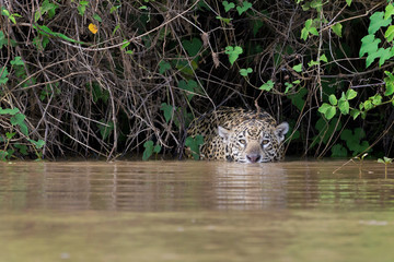 Jaguar (Panthera onca) hiding and looking for camayn prey in river, Pantanal, Mato Grosso, Brazil
